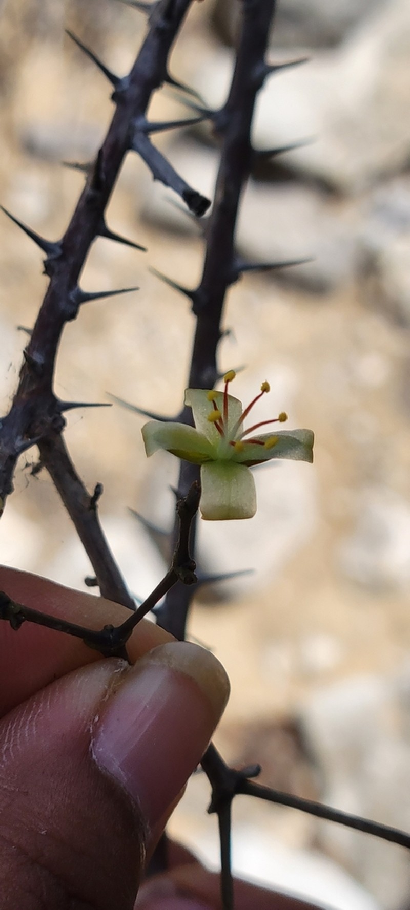 Alluaudiopsis fiherenensis photo 4