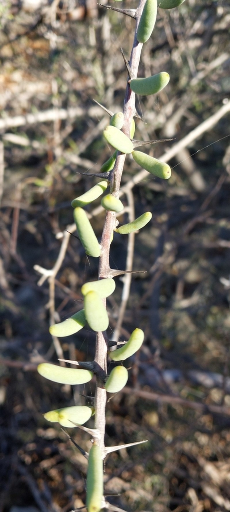 Alluaudiopsis fiherenensis photo 5