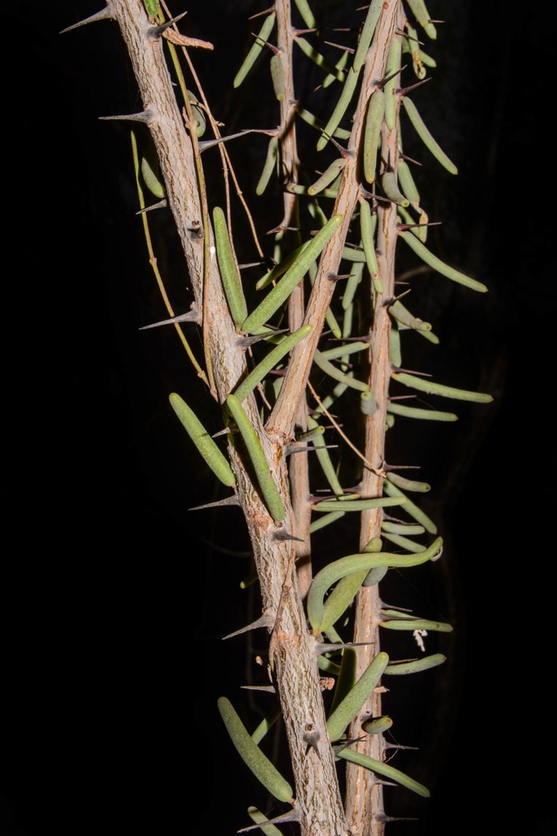 Alluaudiopsis fiherenensis photo 6