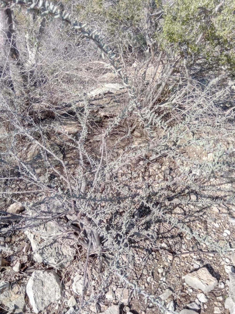 Alluaudiopsis fiherenensis photo 7