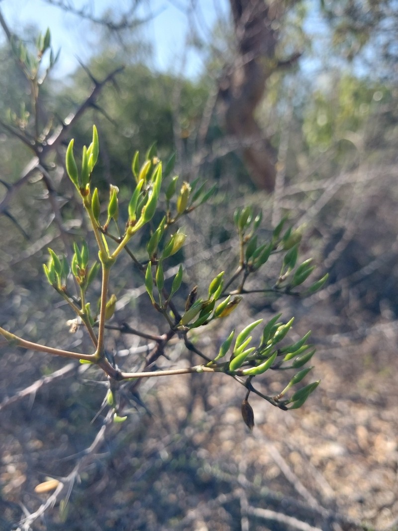 Alluaudiopsis fiherenensis photo 8