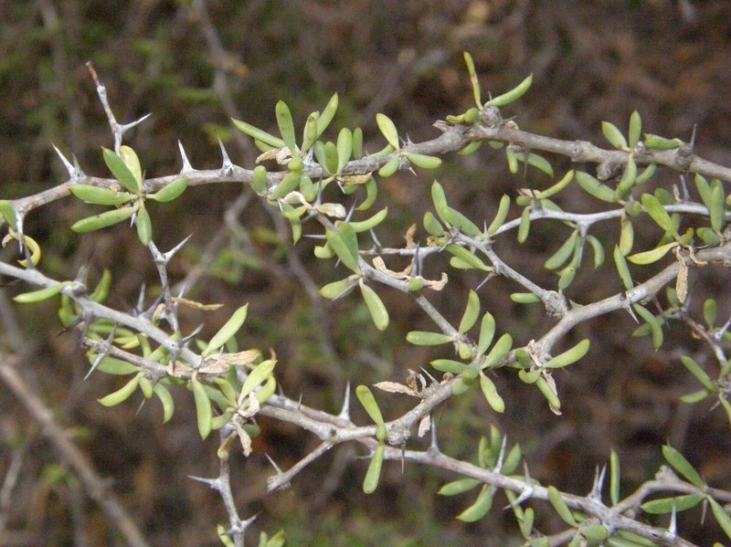Alluaudiopsis marnieriana