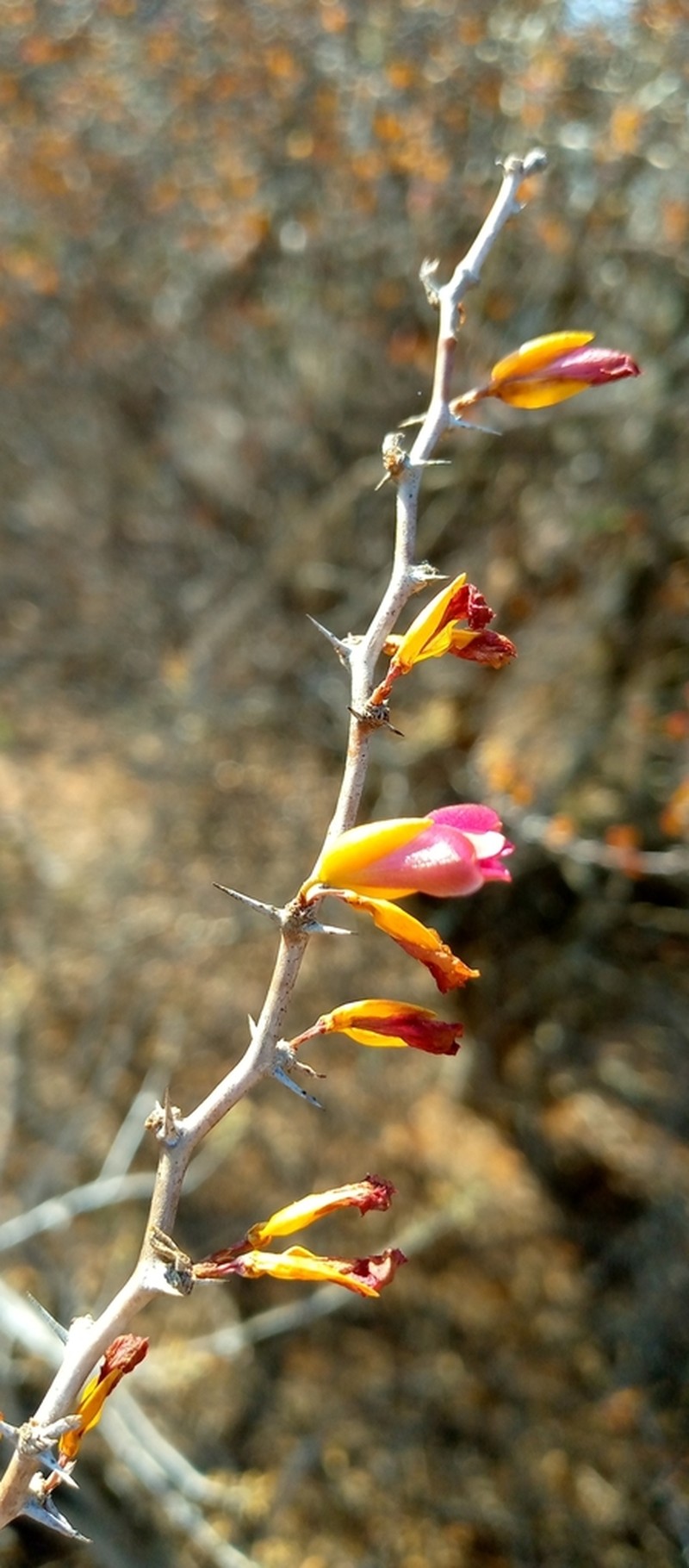 Alluaudiopsis marnieriana photo 4