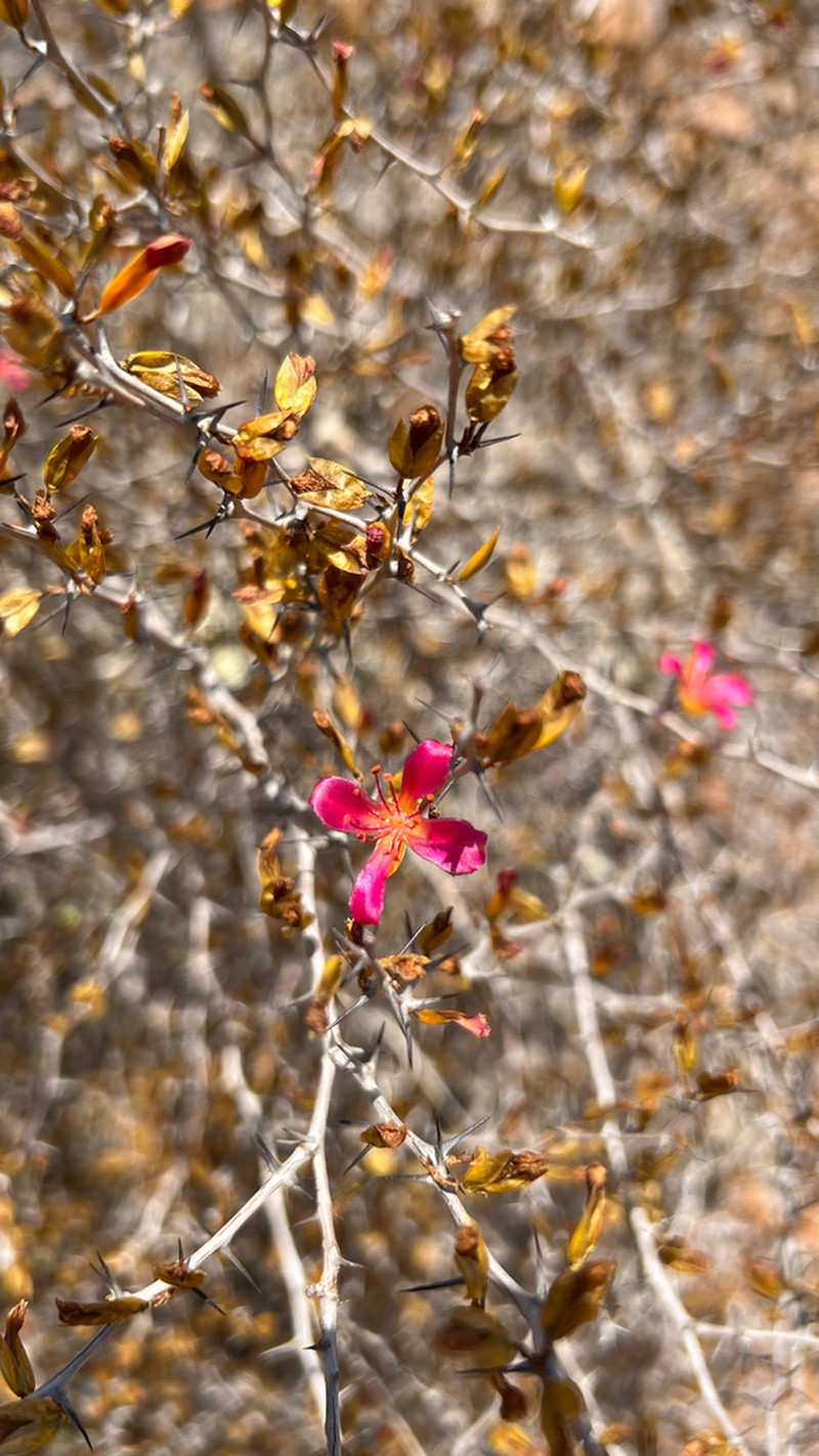 Alluaudiopsis marnieriana photo 6