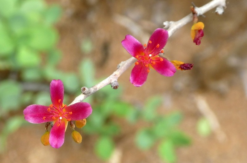 Alluaudiopsis marnieriana photo 8