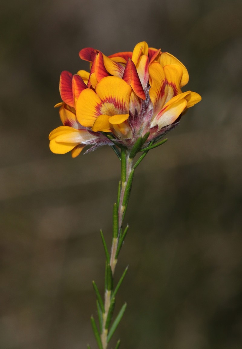 Almaleea cambagei