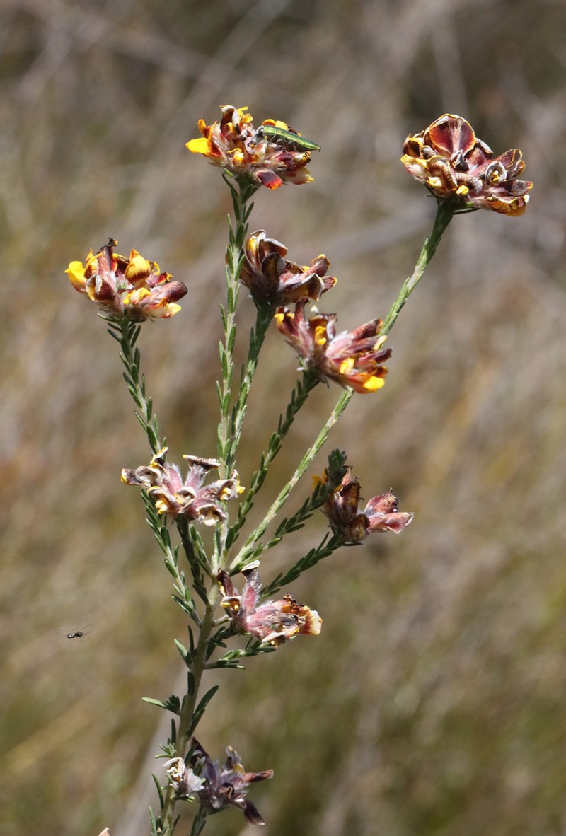 Almaleea cambagei photo 2