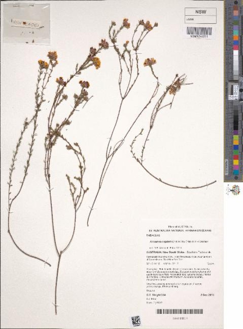 Almaleea capitata