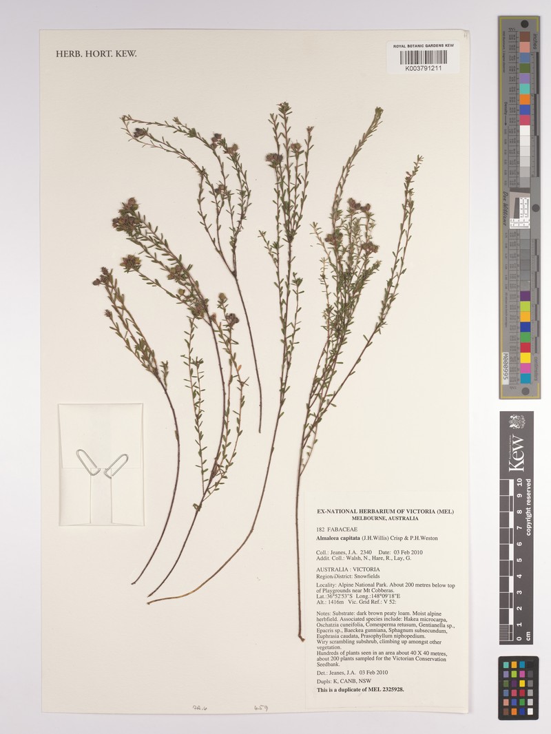 Almaleea capitata photo 2