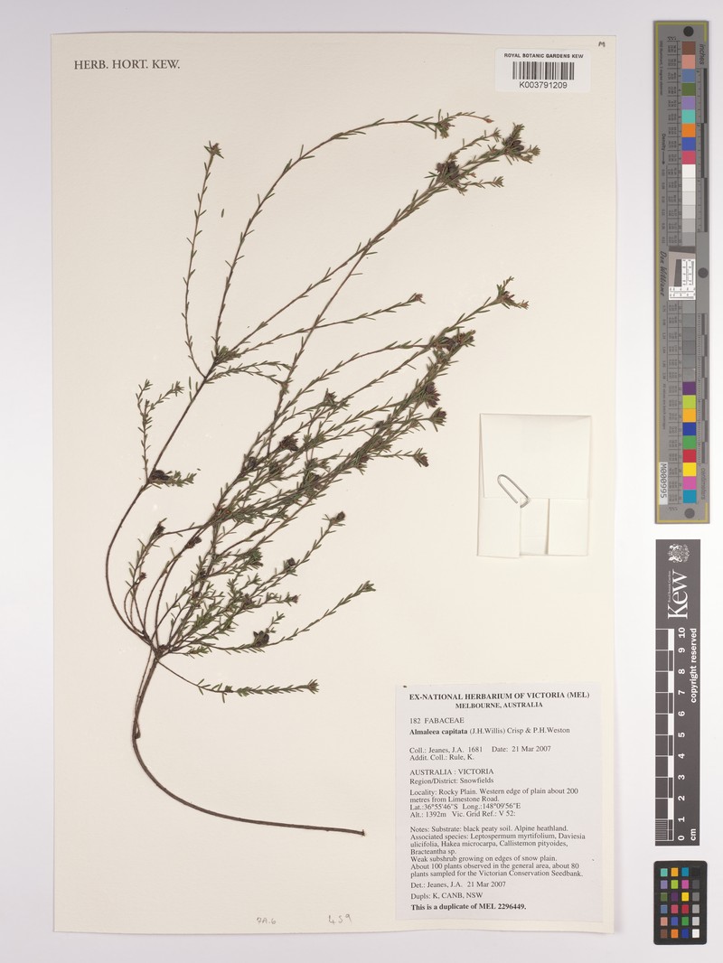 Almaleea capitata photo 3