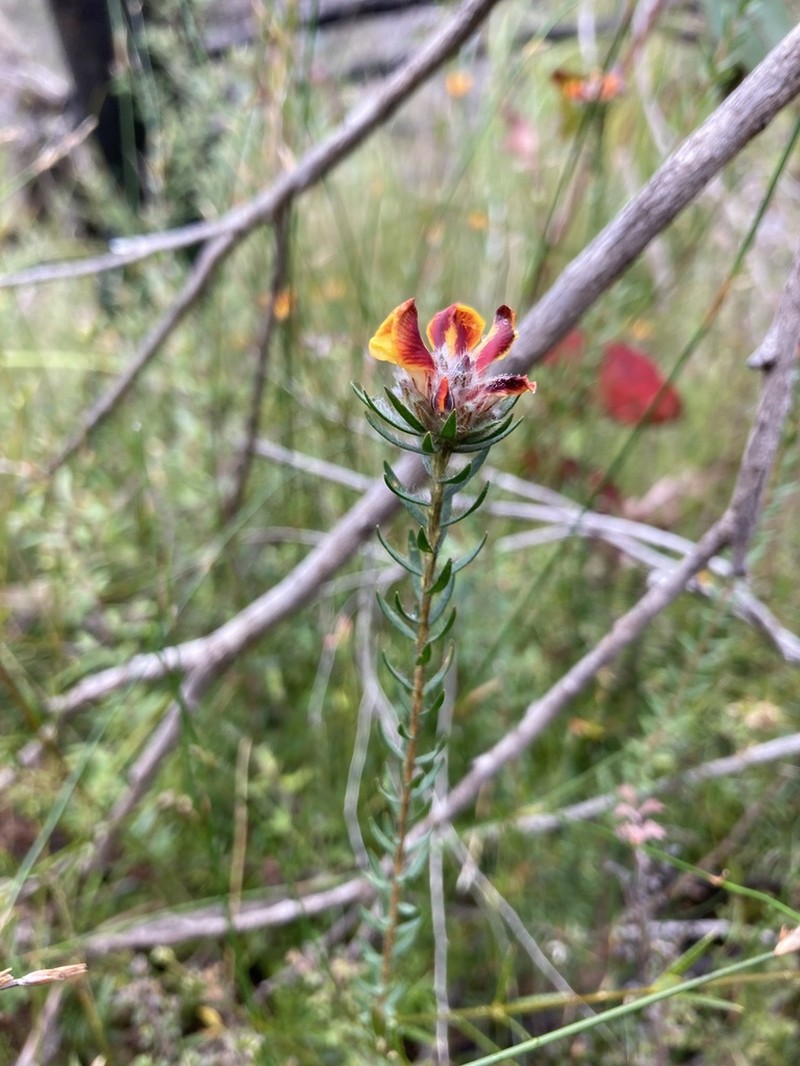 Almaleea incurvata