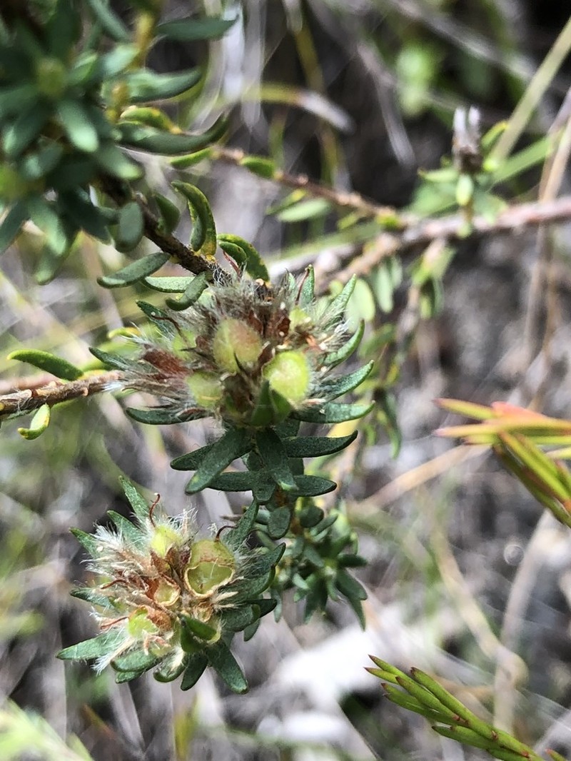 Almaleea incurvata photo 2