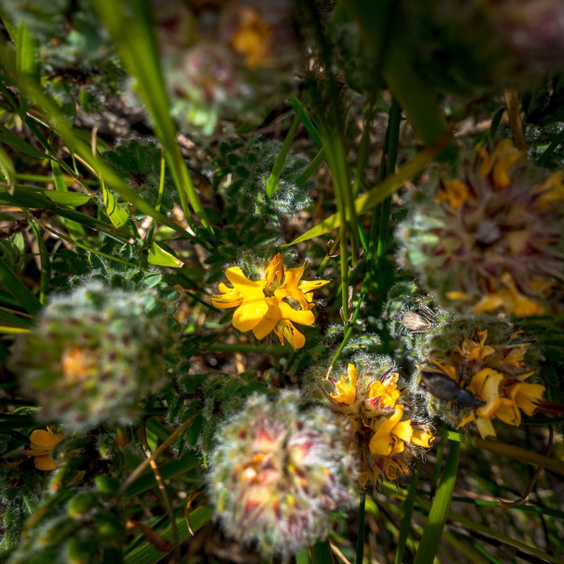 Almaleea incurvata photo 3