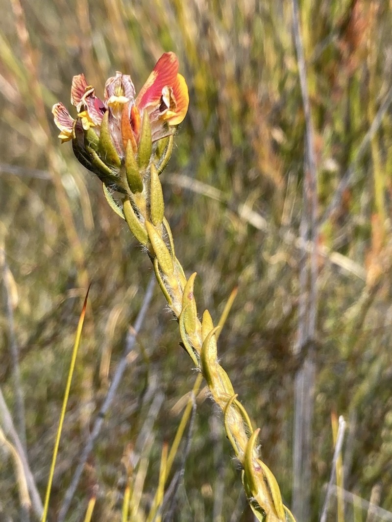 Almaleea incurvata photo 5