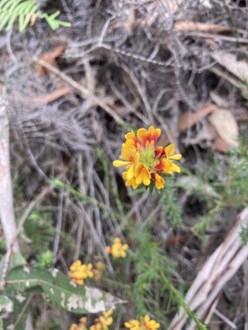 Almaleea incurvata photo 6