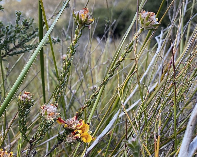 Almaleea incurvata photo 7