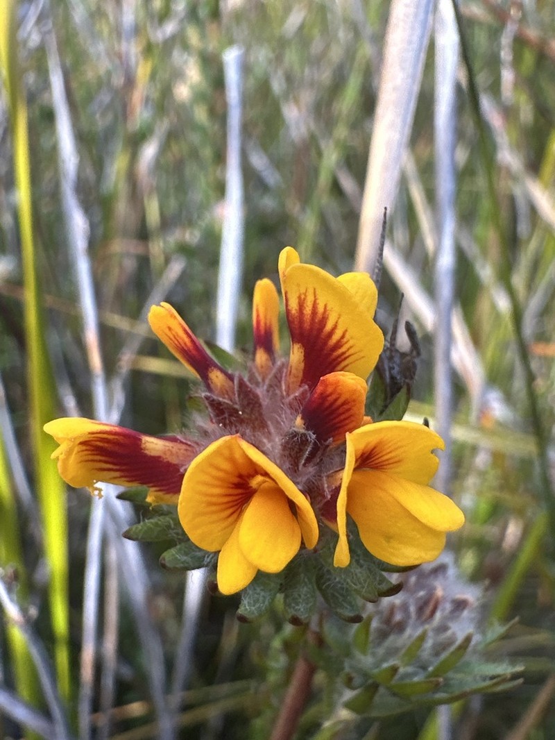 Almaleea incurvata photo 8