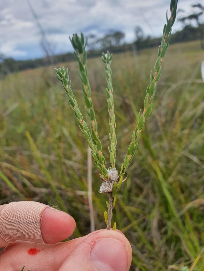 Almaleea paludosa