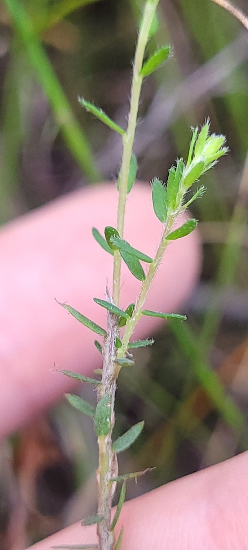 Almaleea paludosa photo 2
