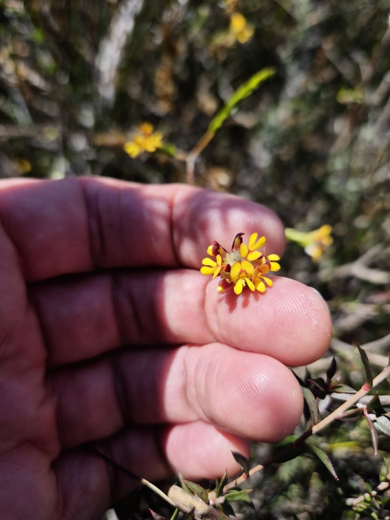 Almaleea paludosa photo 3
