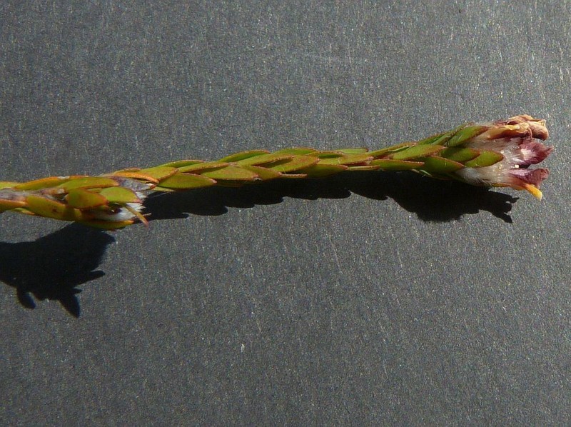 Almaleea paludosa photo 4