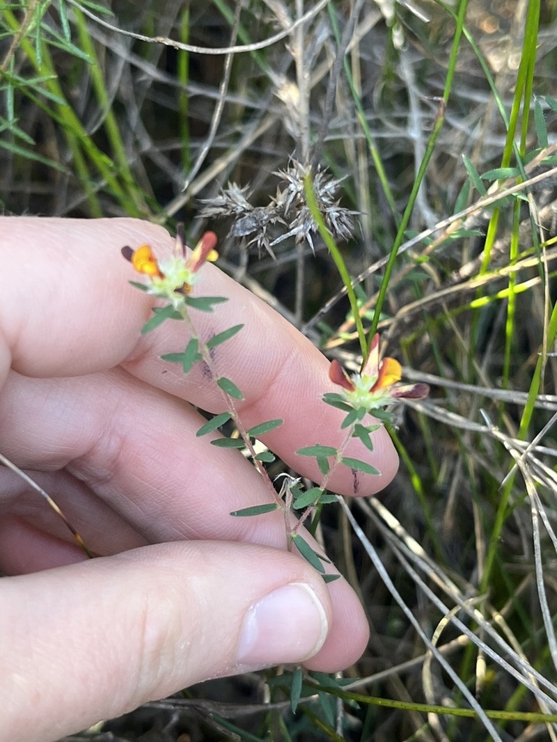 Almaleea paludosa photo 5