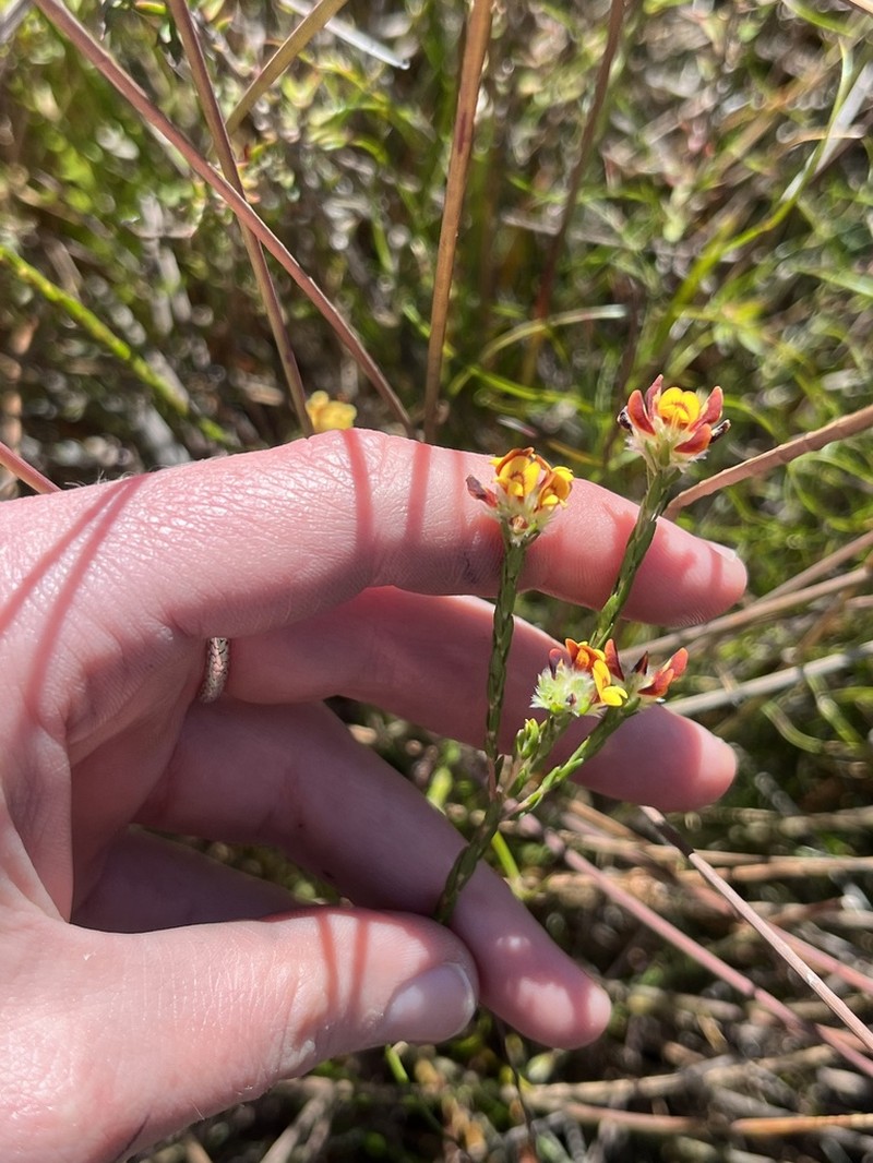 Almaleea paludosa photo 6