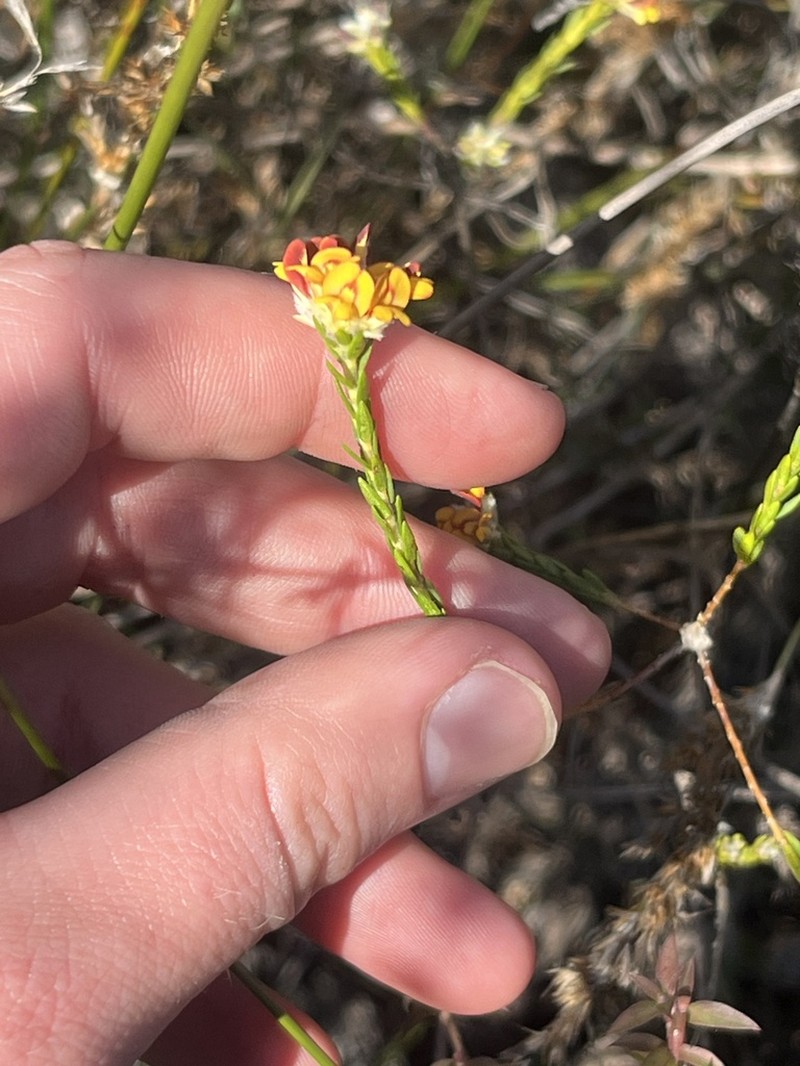 Almaleea paludosa photo 7