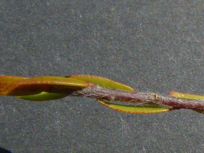 Almaleea paludosa photo 8