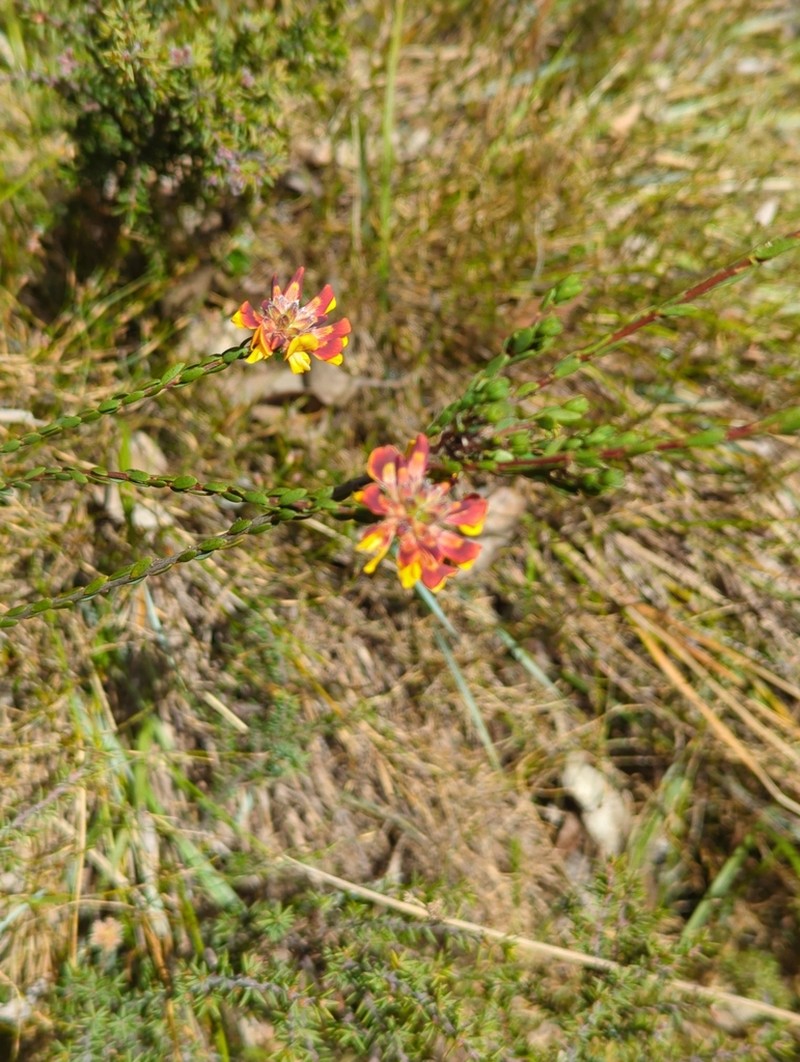 Almaleea subumbellata