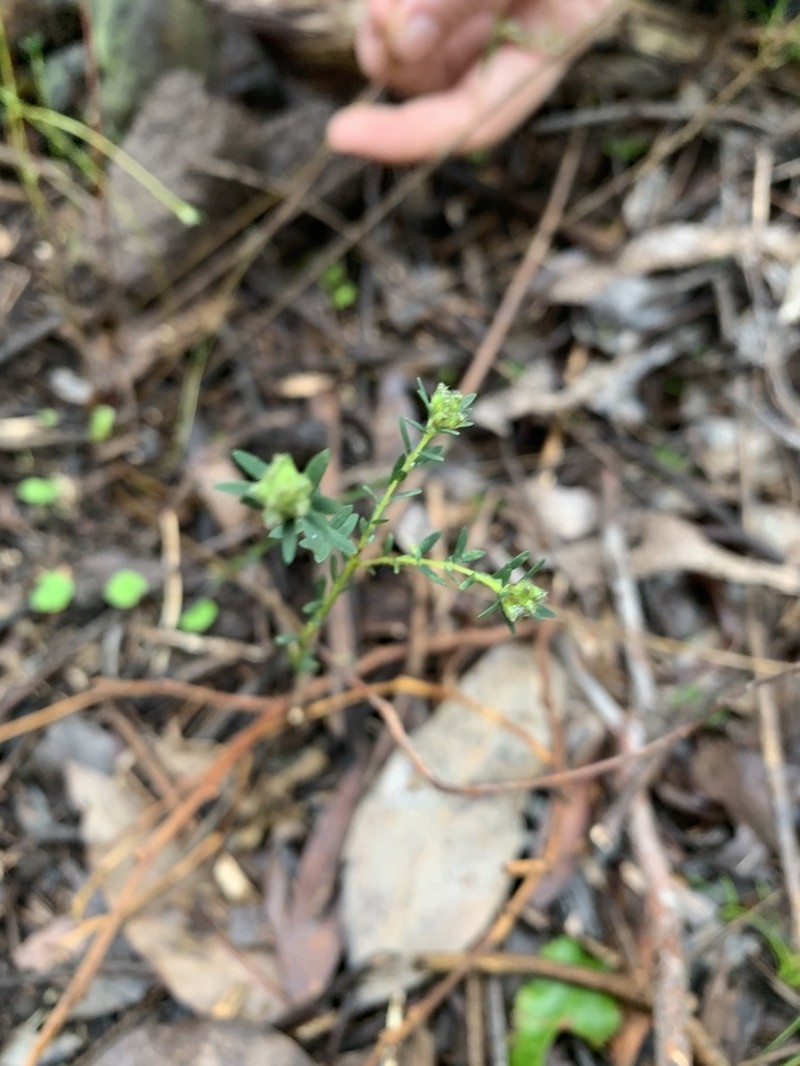 Almaleea subumbellata photo 2