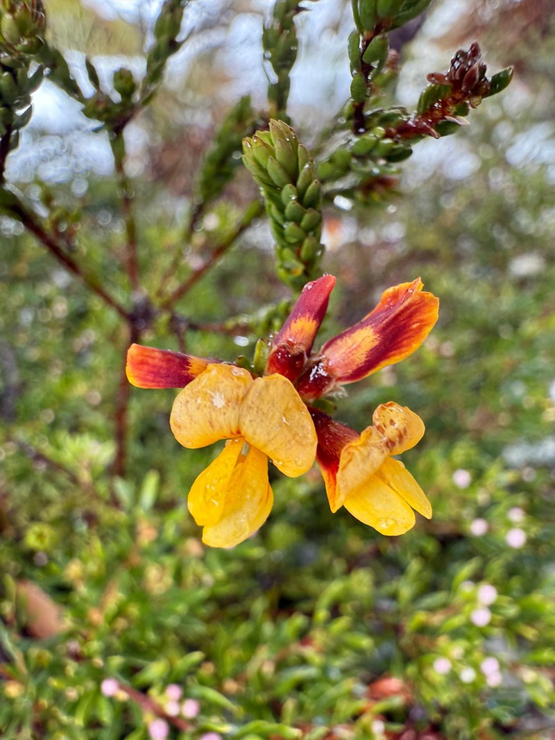 Almaleea subumbellata photo 3