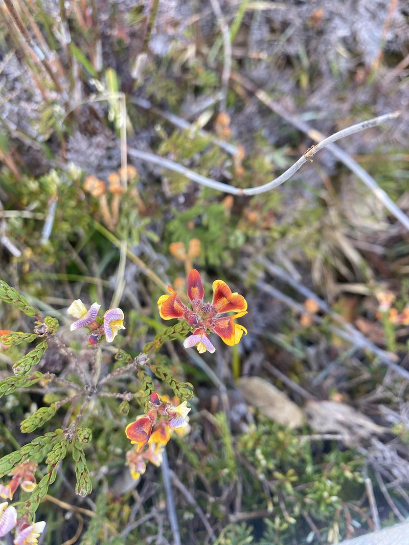 Almaleea subumbellata photo 4
