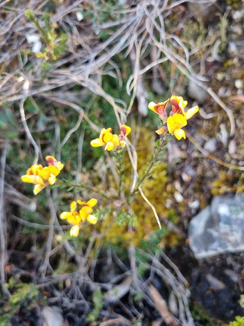 Almaleea subumbellata photo 5