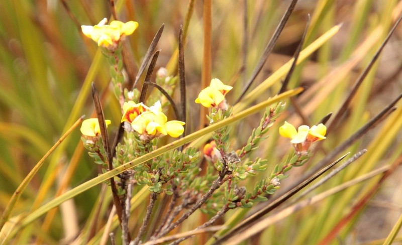Almaleea subumbellata photo 6
