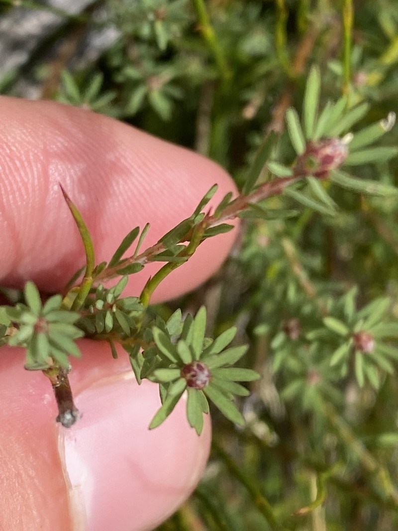 Almaleea subumbellata photo 8