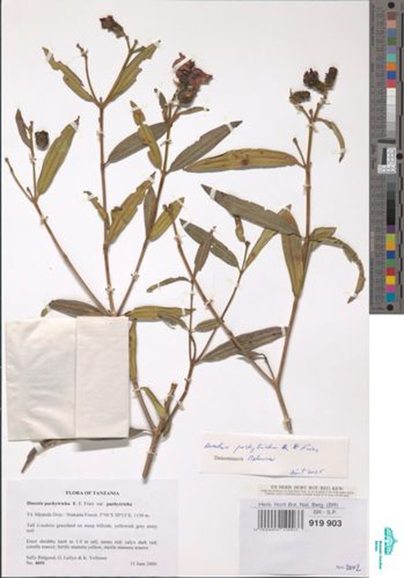 Almedanthus pachytrichus photo 2