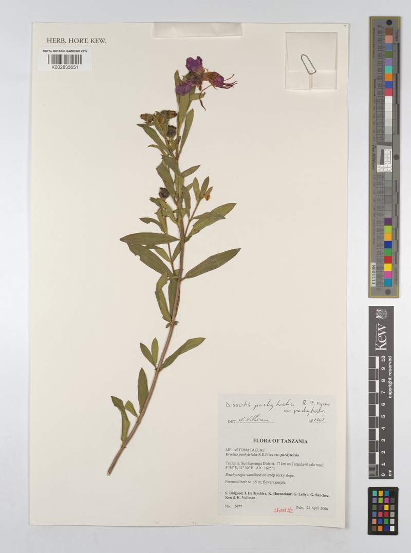 Almedanthus pachytrichus