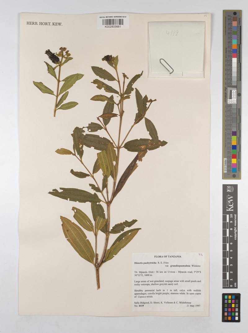 Almedanthus pachytrichus var. grandisquamulosus