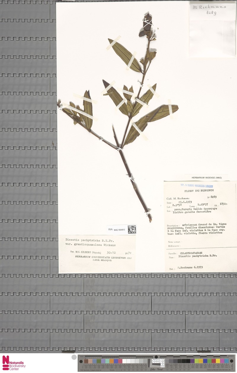 Almedanthus pachytrichus var. grandisquamulosus photo 2