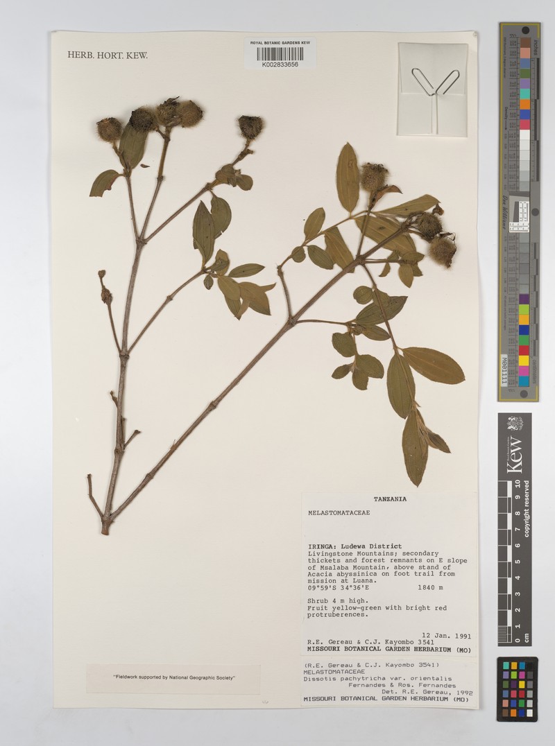 Almedanthus pachytrichus var. orientalis