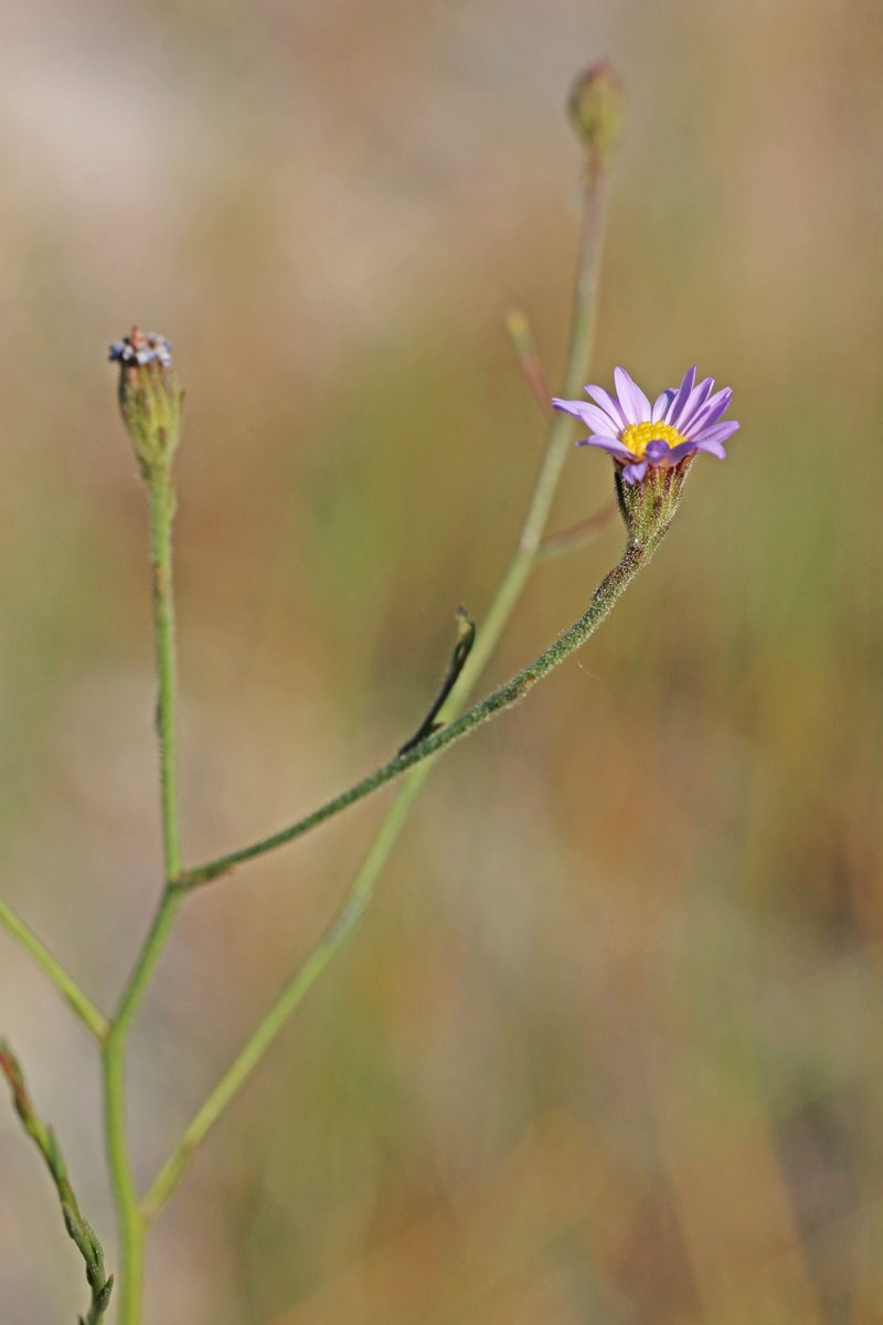 Alkali Marsh Aster