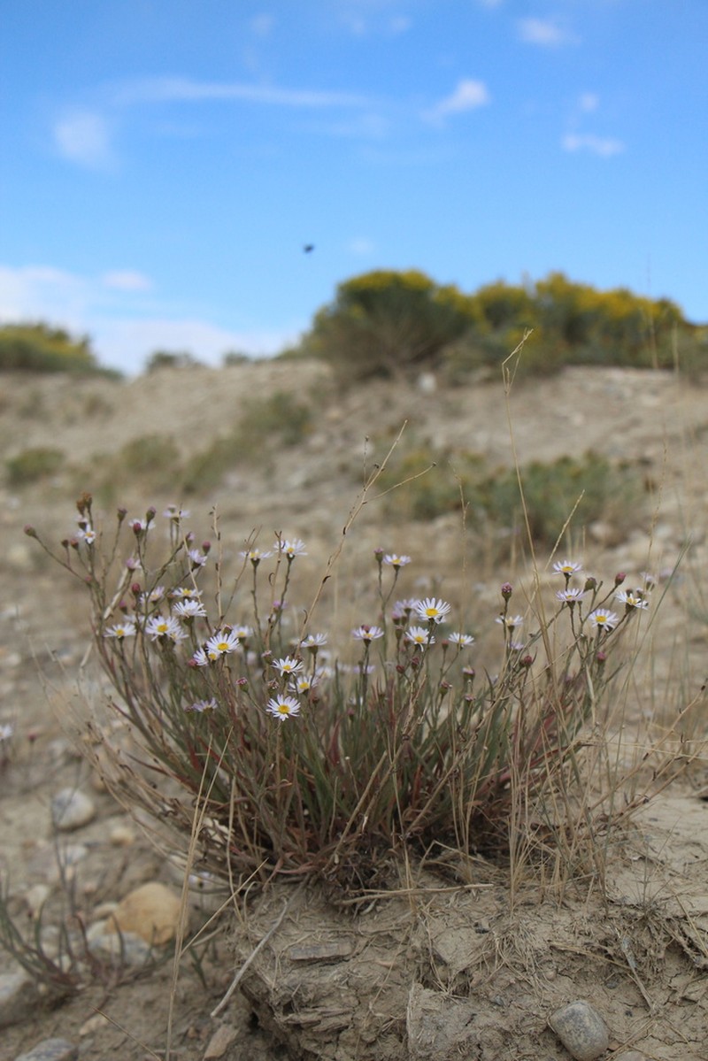 Alkali Marsh Aster