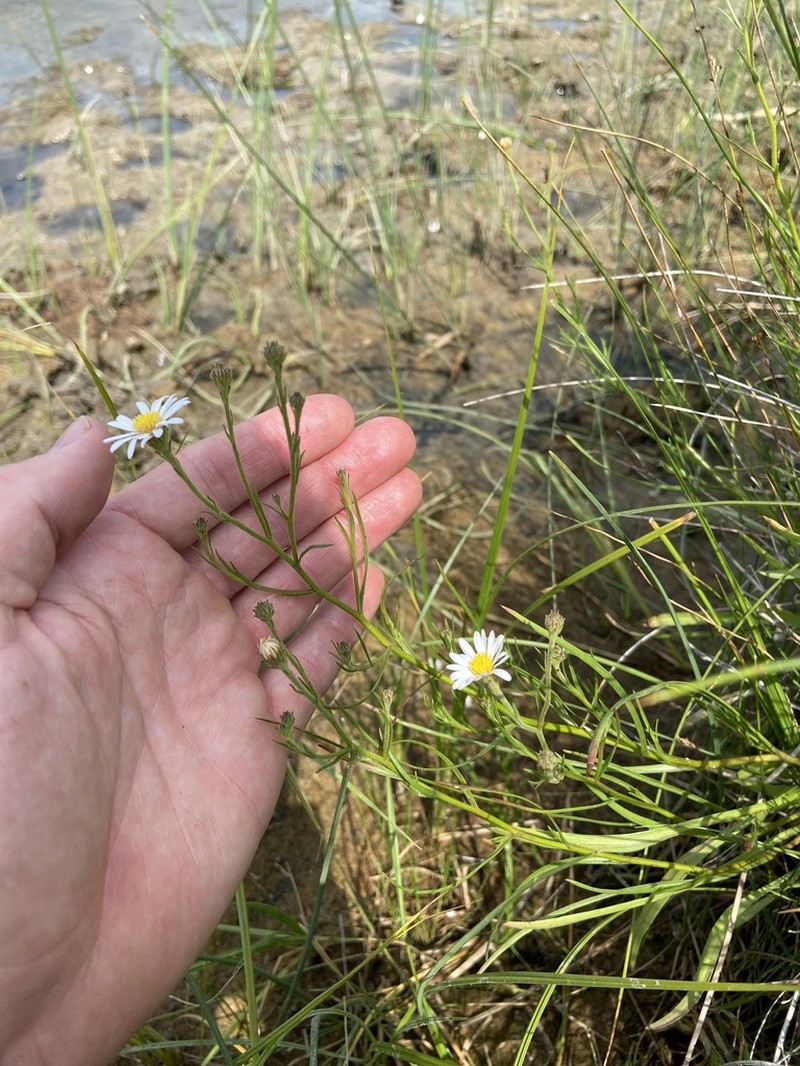 Alkali Marsh Aster photo 2