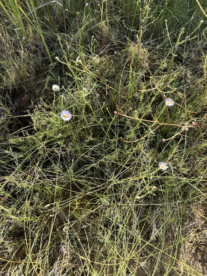 Alkali Marsh Aster photo 3