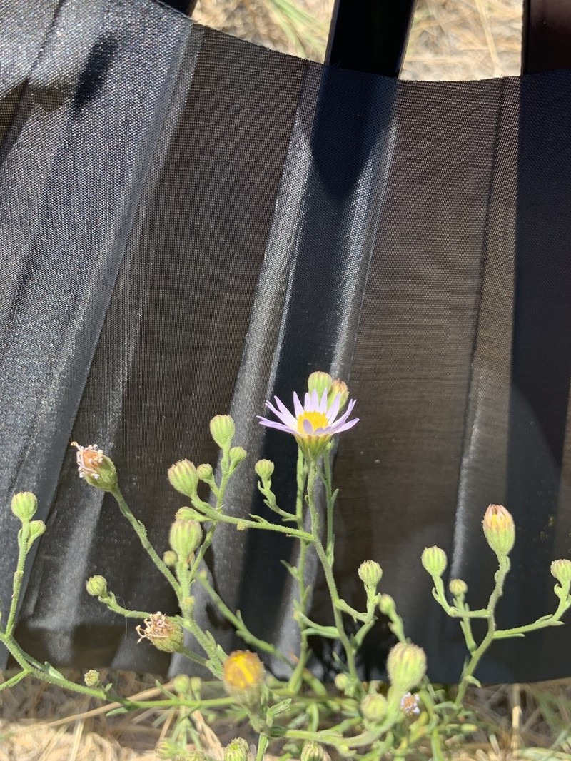 Alkali Marsh Aster photo 4