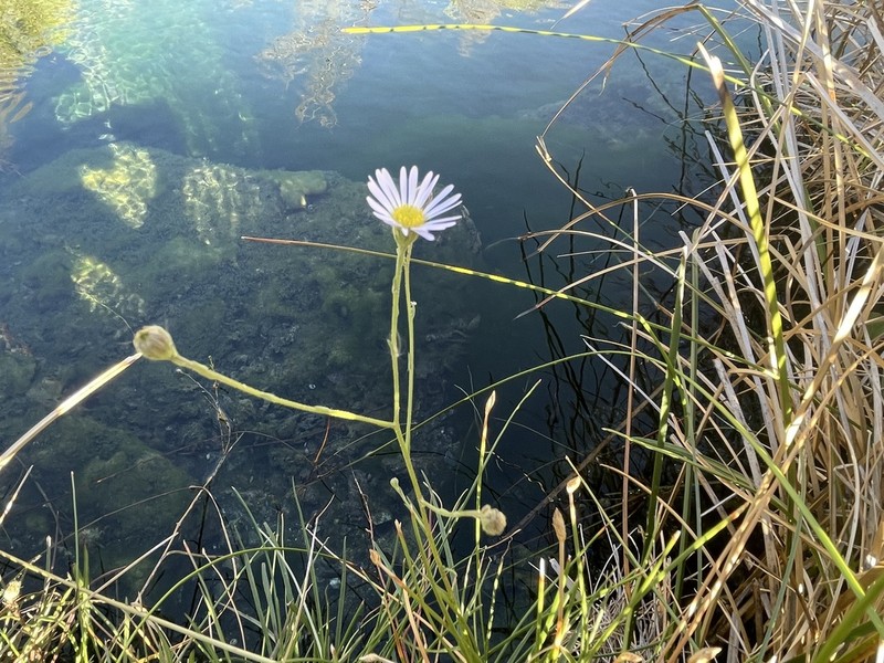 Alkali Marsh Aster photo 5