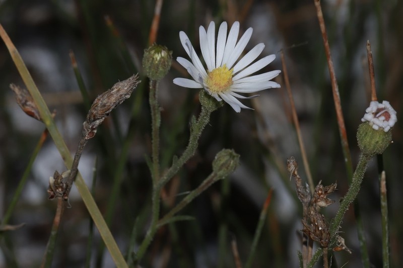 Alkali Marsh Aster photo 6