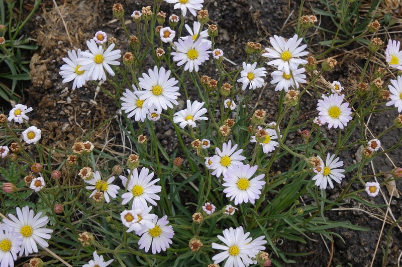 Alkali Marsh Aster photo 7