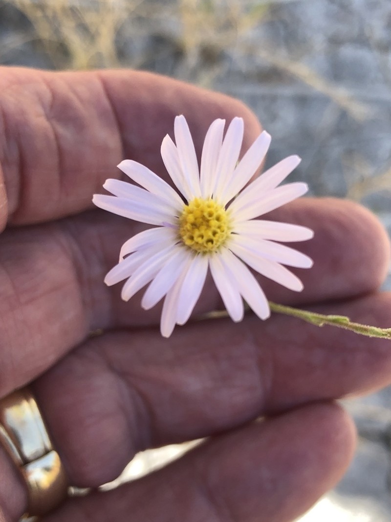 Alkali Marsh Aster photo 8